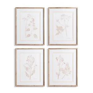 BLUSH BOTANICAL STUDY, SET OF 4 BY NAPA HOME & GARDEN