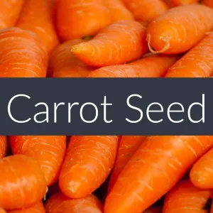 Carrot Seed Essential Oil