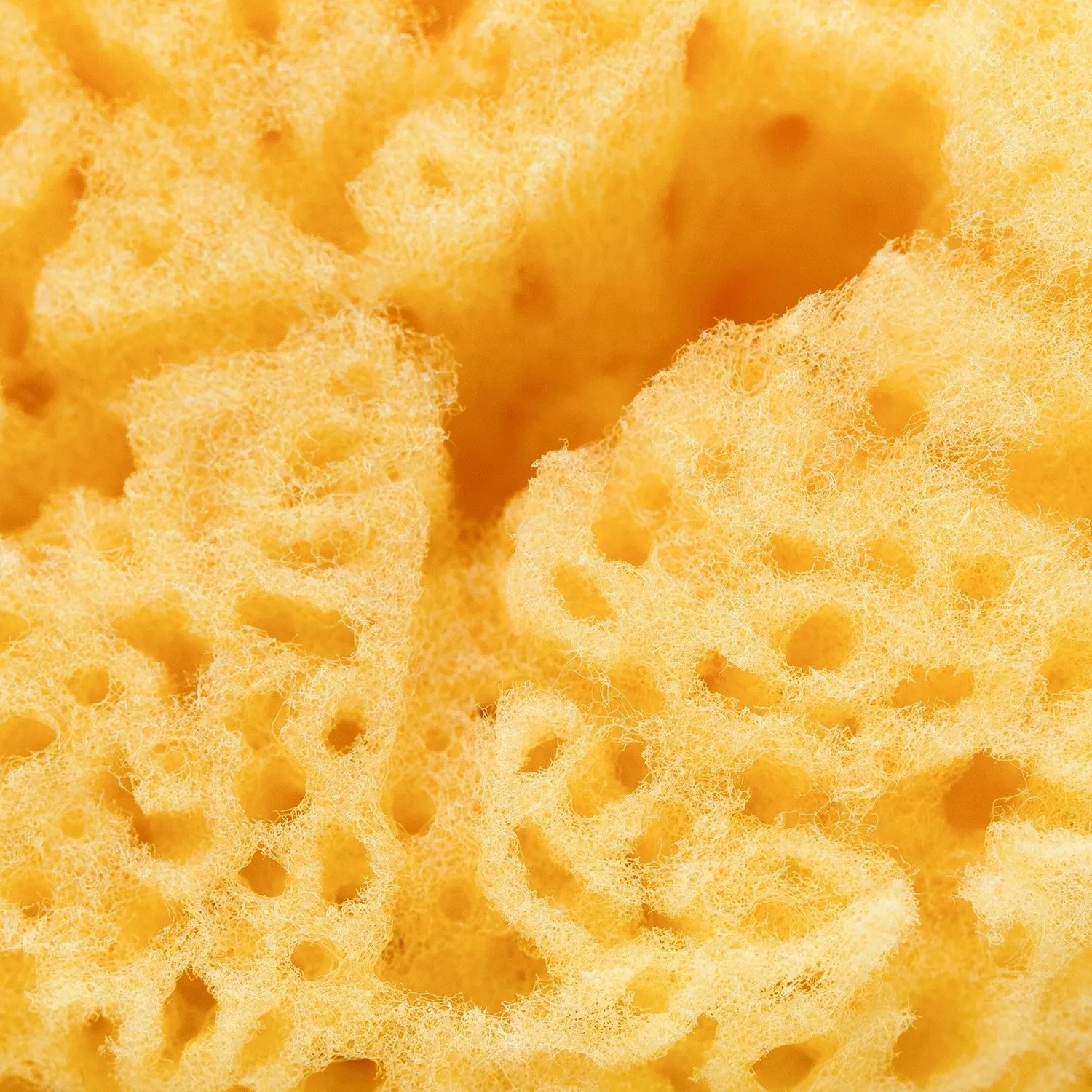 Silk Sea Sponge